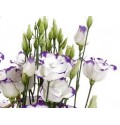 ΛΥΣΙΑΝΘΟΣ ΔΙΧΡΩΜΟΣ ΜΠΛΕ LYSIANTHUS ARENA BLUE PICOTE